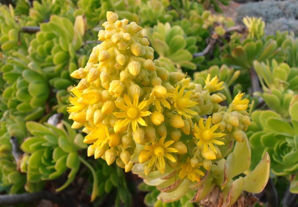 Aeonium Arboreum flowering