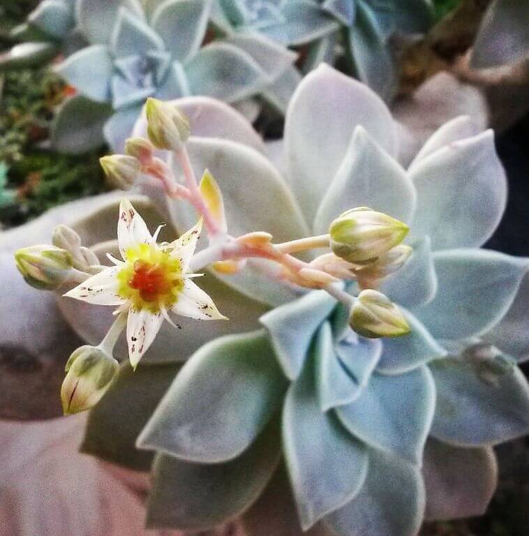 Beautiful Graptopetalum Paraguayense (Ghost Plant)