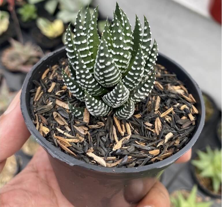 Choosing the Right Pot or Container for Haworthia
