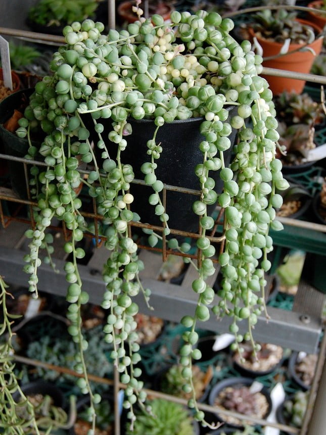 Curio Rowleyanus the string of pearls plant
