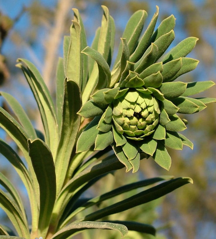 Euphorbia Characias flowering