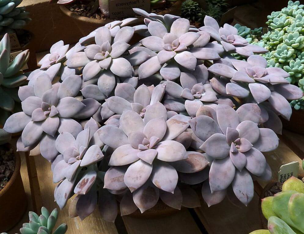 Purple Graptopetalum Paraguayense (Ghost Plant)