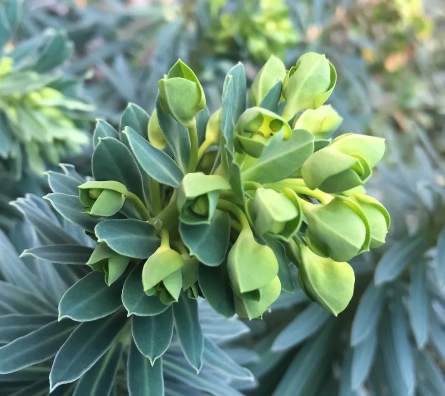 green flower of Euphorbia Characias