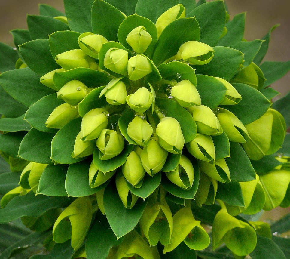lime colour flower of Euphorbia Characias