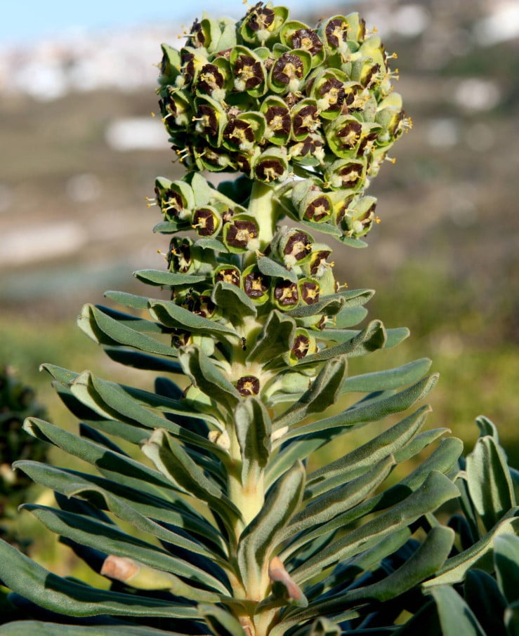 the unique flower of Euphorbia Characias
